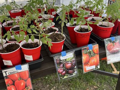 Heirloom Tomatoes Herbs and Perennials