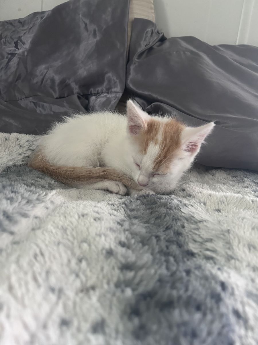 Kittens for sale