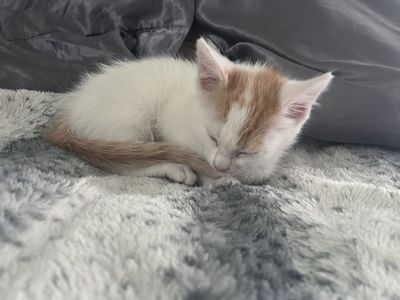 Kittens for sale