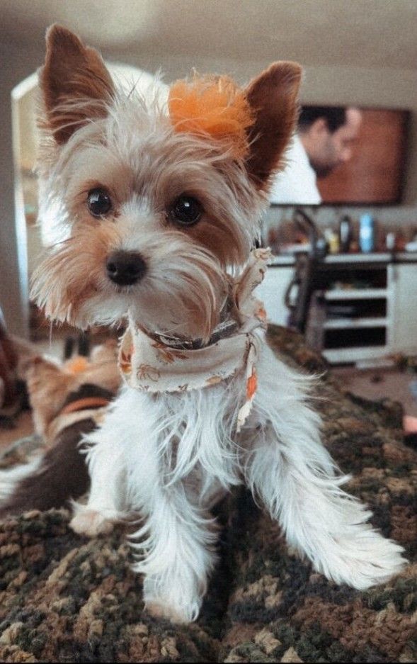 2 Year Old Female Yorkie
