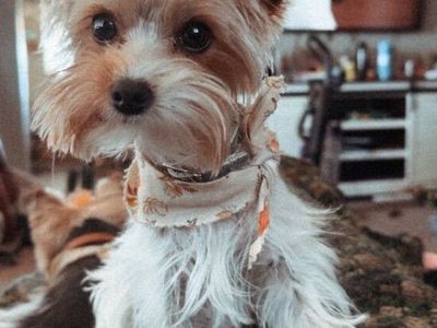2 Year Old Female Yorkie