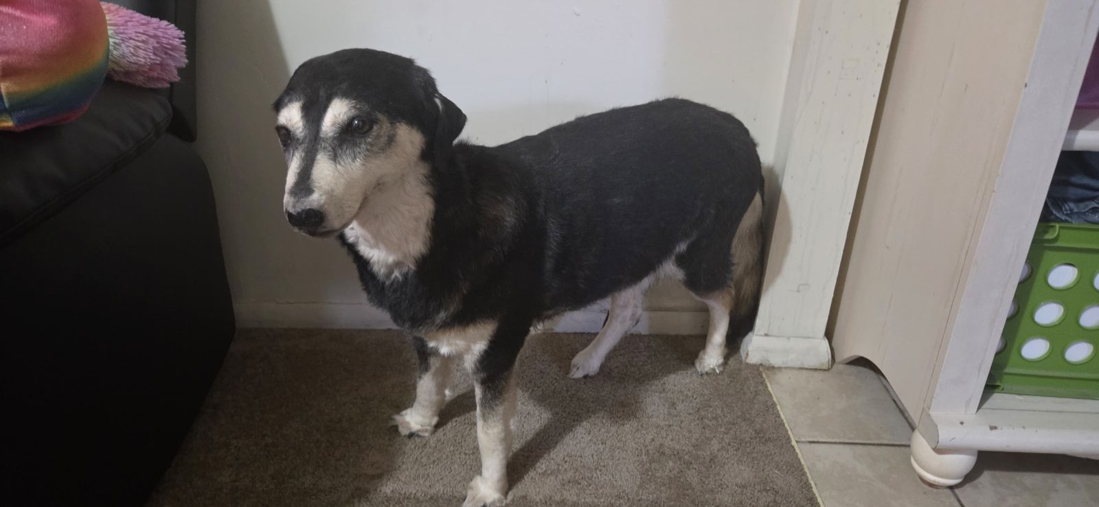 Taxidermy dog