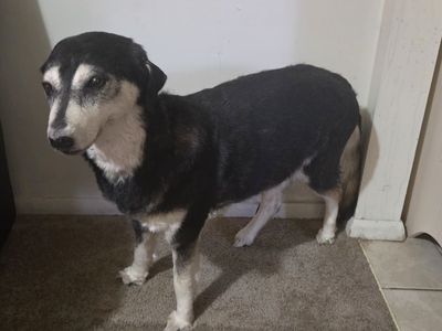 Taxidermy dog