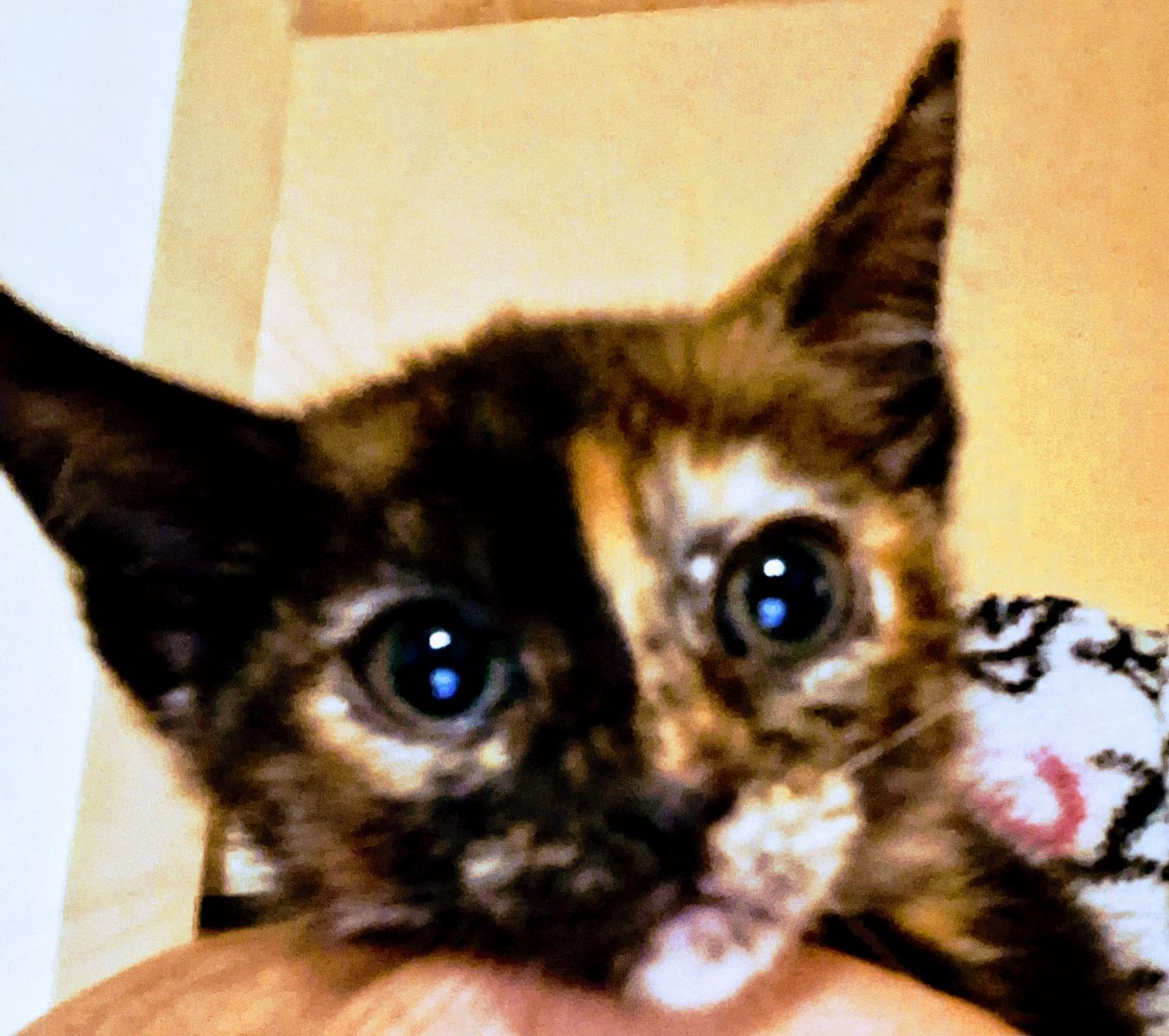 *RARE*Indoor Tabby Kittens **rare colors available. **