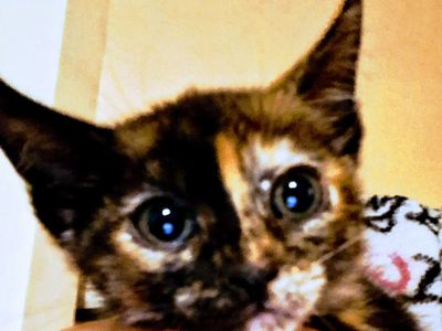 *RARE*Indoor Tabby Kittens **rare colors available. **