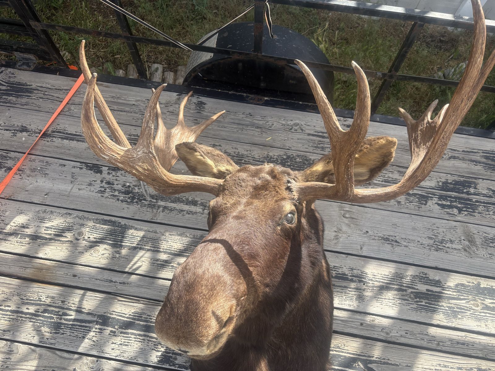 Large Moose Taxidermy Mount - Impressive Antlers & Realistic Detail, Excellent Condition