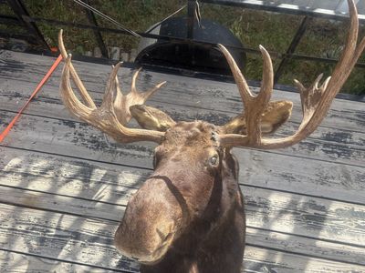 Large Moose Taxidermy Mount - Impressive Antlers & Realistic Detail, Excellent Condition
