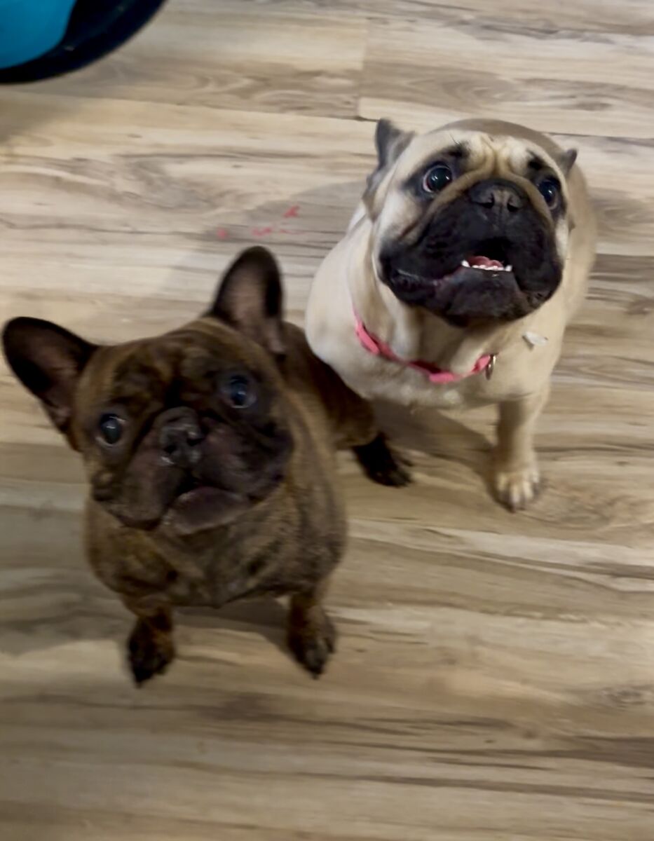 French bull dogs