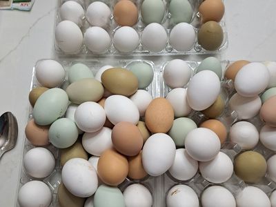 Fresh eggs