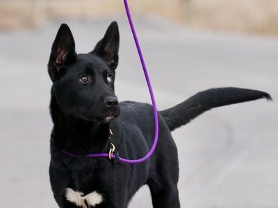 Lochlan 4 mon Husky mix Elevated K9 Working Dog Rescue