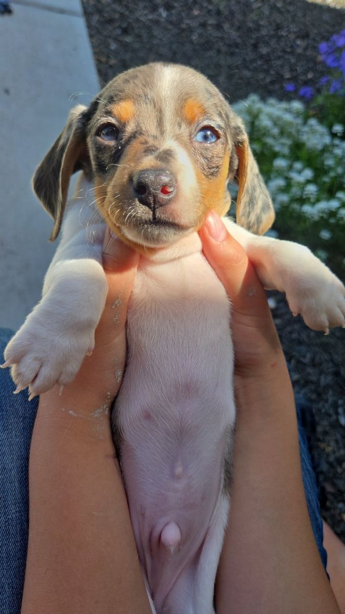Dachshund Pups