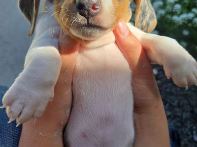 Dachshund Pups