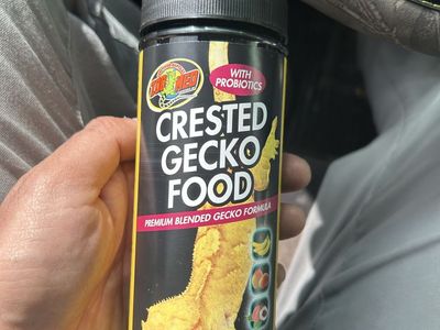 Crested GecKo Food