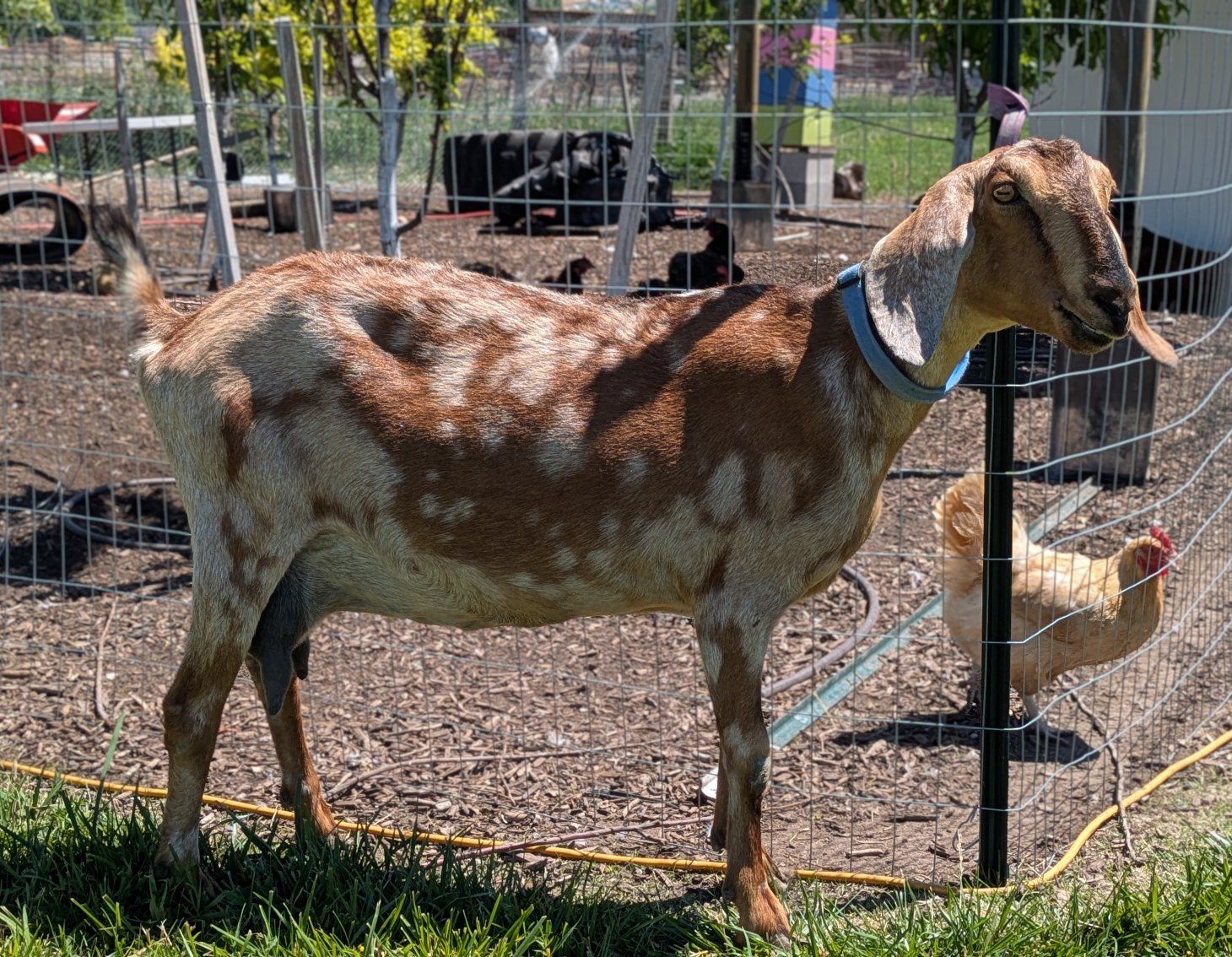 Very sweet Nubian doe in milk