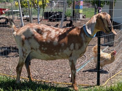 Very sweet Nubian doe in milk
