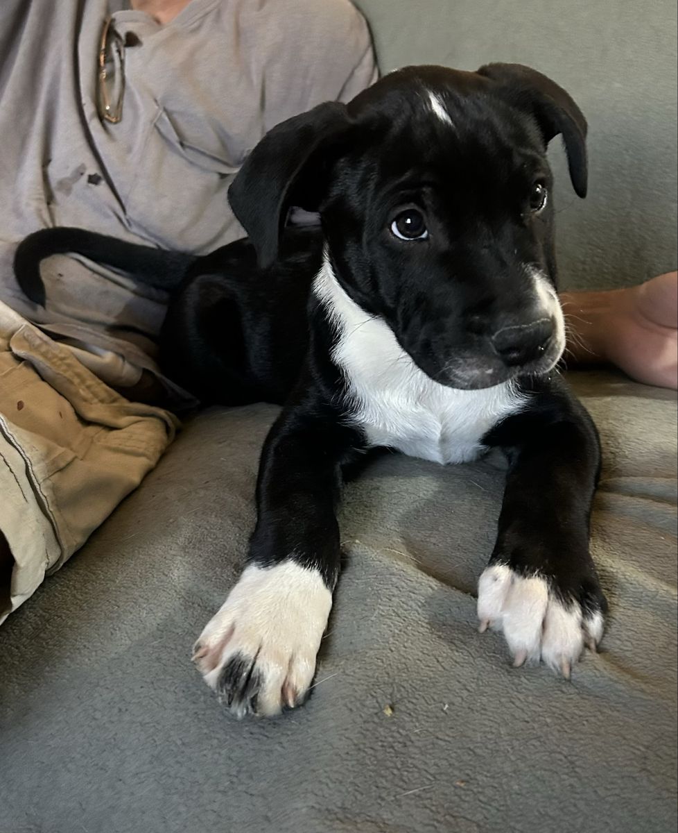 Blue Heeler and Pit Mix Puppy -
