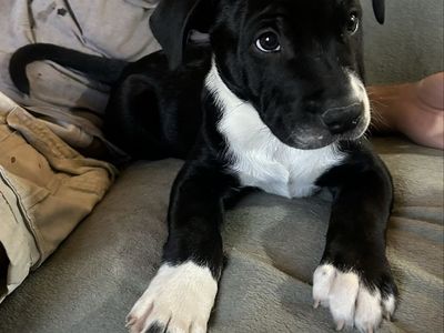 Blue Heeler and Pit Mix Puppy -
