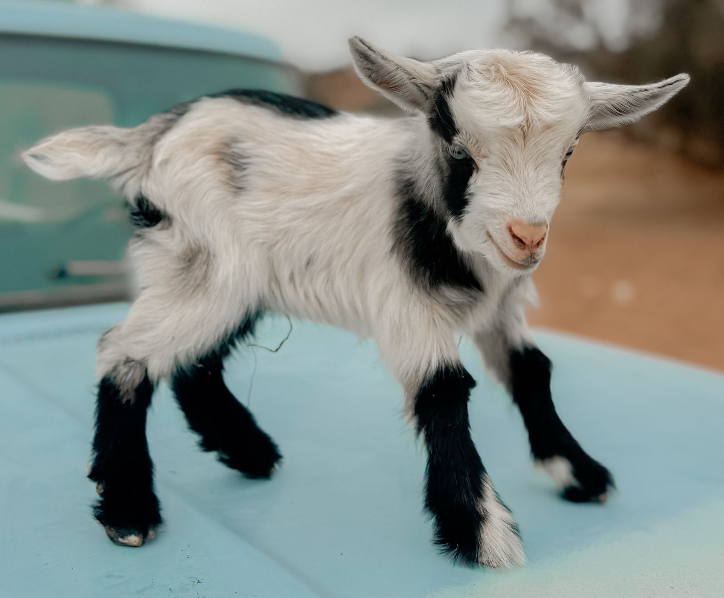 •Thumper• Nigerian Dwarf x Silky Fainter Buckling