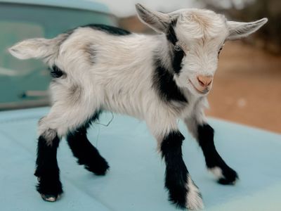 •Thumper• Nigerian Dwarf x Silky Fainter Buckling