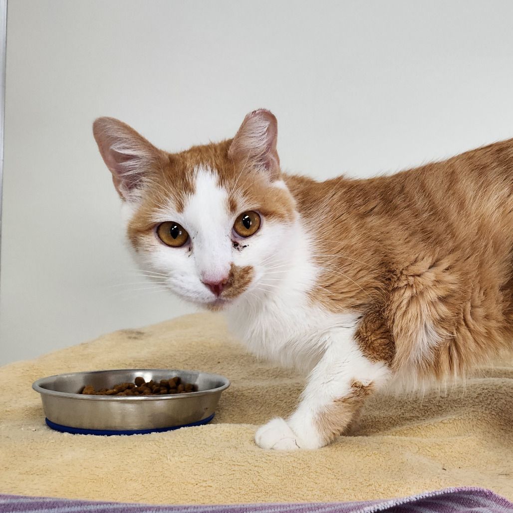 Hello my name is Lollypop