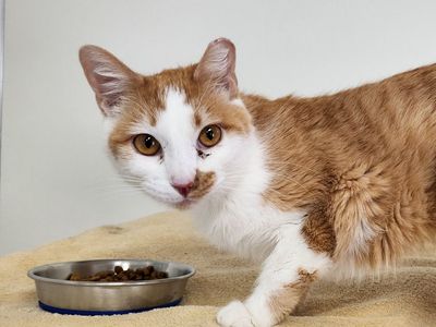 Hello my name is Lollypop