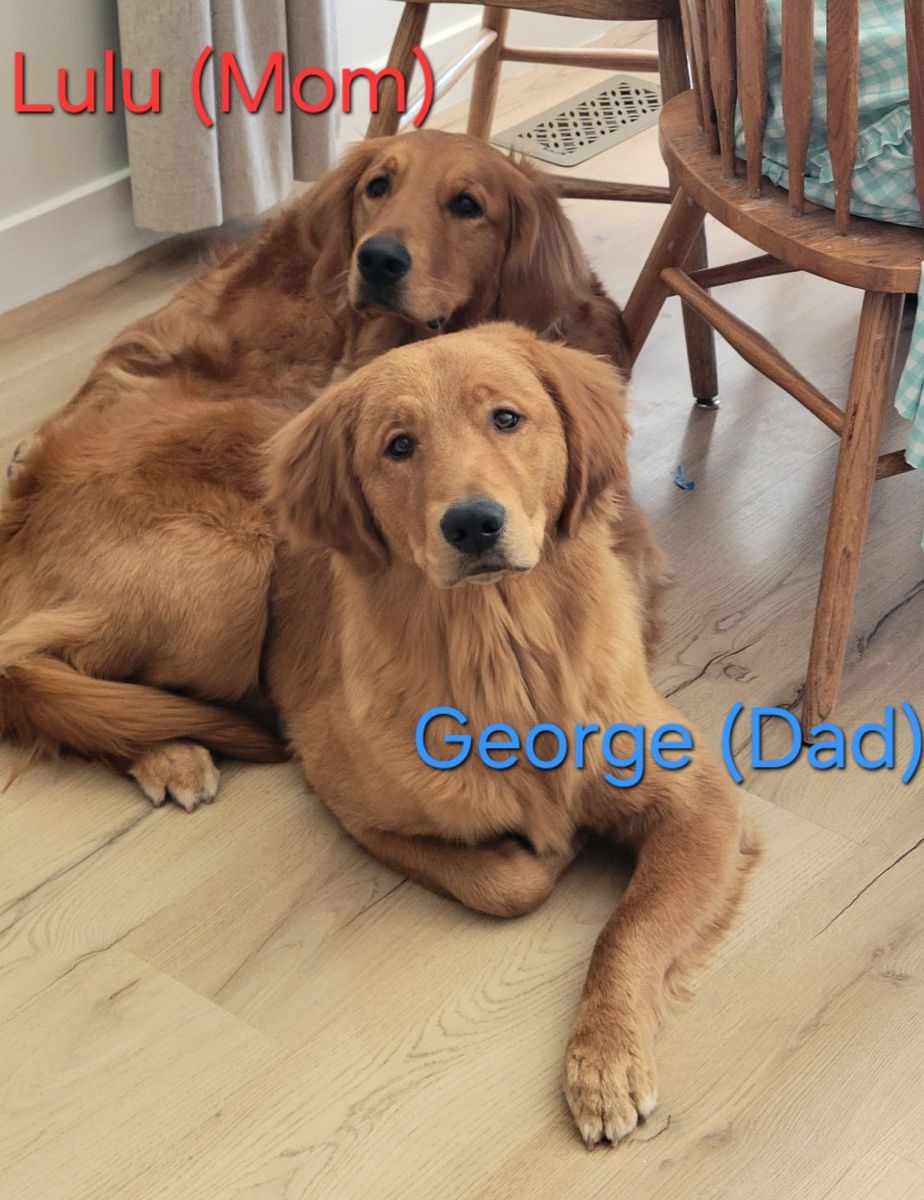 Golden Retriever Puppies