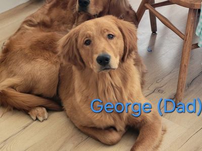 Golden Retriever Puppies