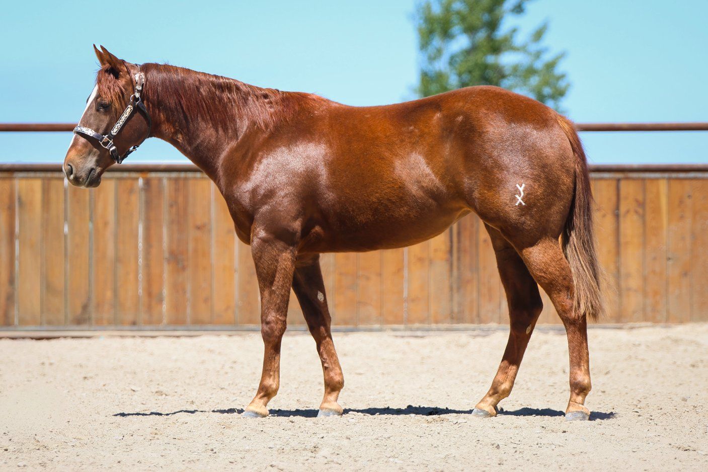 Smooth As A Cat AQHA Mare
