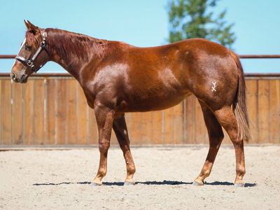 Smooth As A Cat AQHA Mare