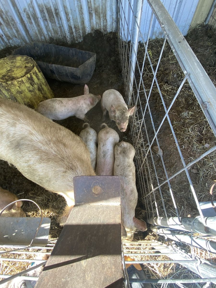 Roaster Pigs $150