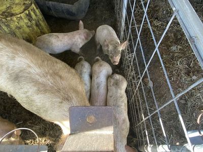 Roaster Pigs $150