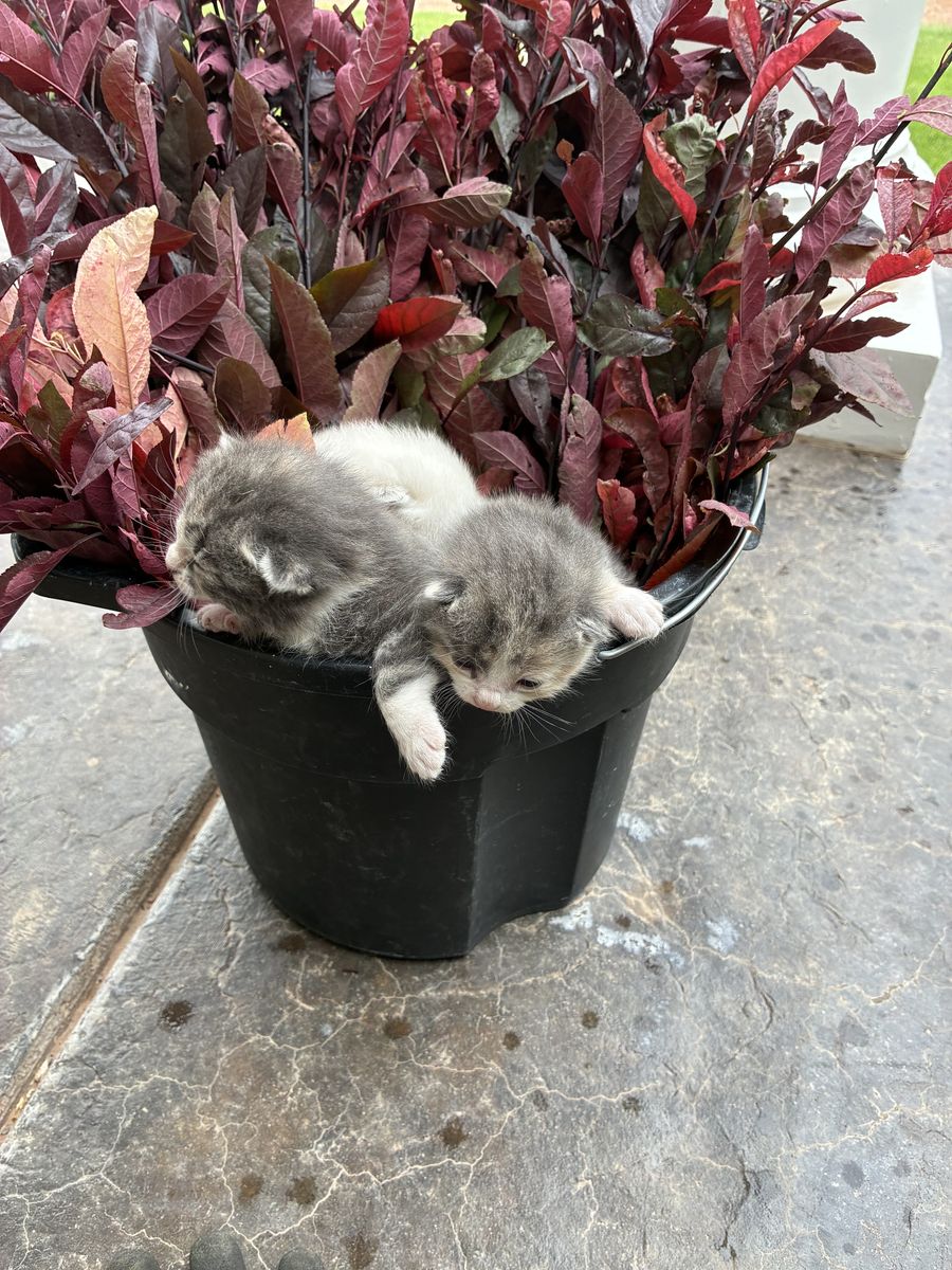 Purebred Manx kittens 