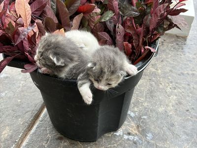 Purebred Manx kittens