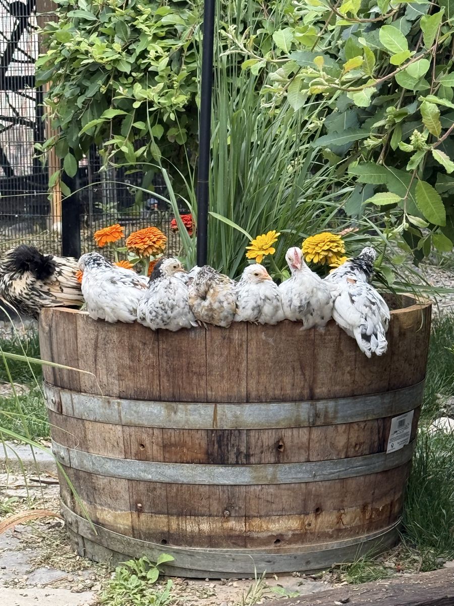 Olandsk rooster
