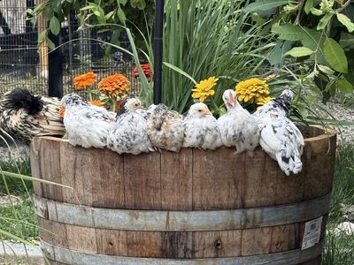 Olandsk rooster