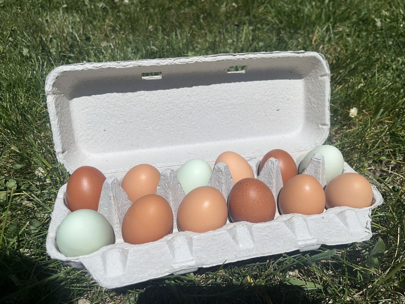 Farm Fresh Organic Eggs