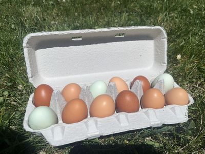 Farm Fresh Organic Eggs