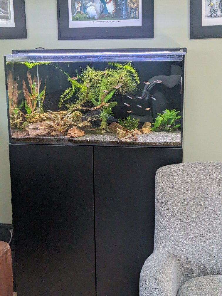 planted waterbox aio 50.3 gallon aquarium