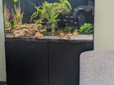 planted waterbox aio 50.3 gallon aquarium