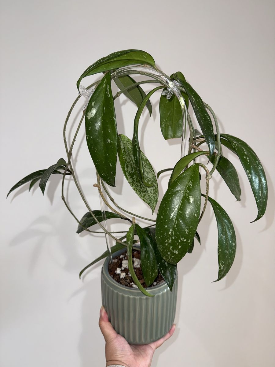 Hoya pubicalyx (splash) - Plant