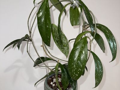 Hoya pubicalyx (splash) - Plant