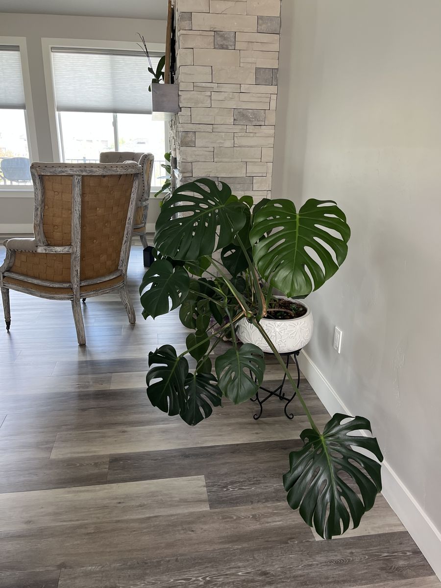 Large Monstera Plant with Planter & Stand