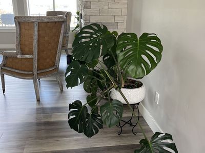 Large Monstera Plant with Planter & Stand