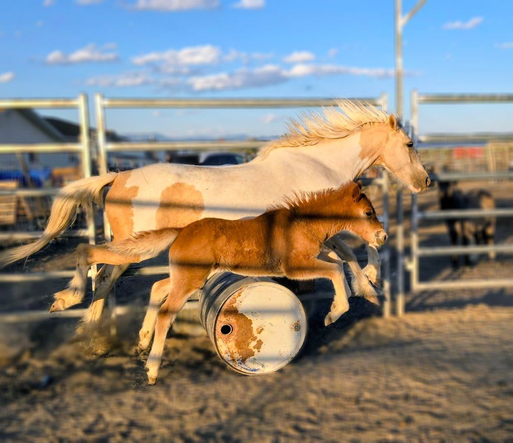 6 year old paint mare