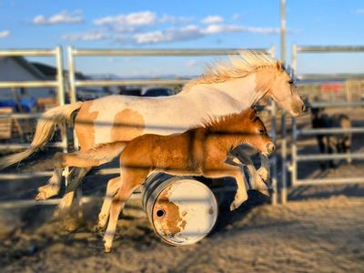 6 year old paint mare