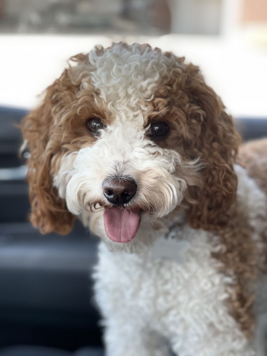 Red & White Poodle Stud Service – Health Tested – Teddy Bear Puppies