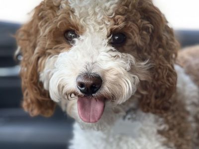 Red & White Poodle Stud Service – Health Tested – Teddy Bear Puppies