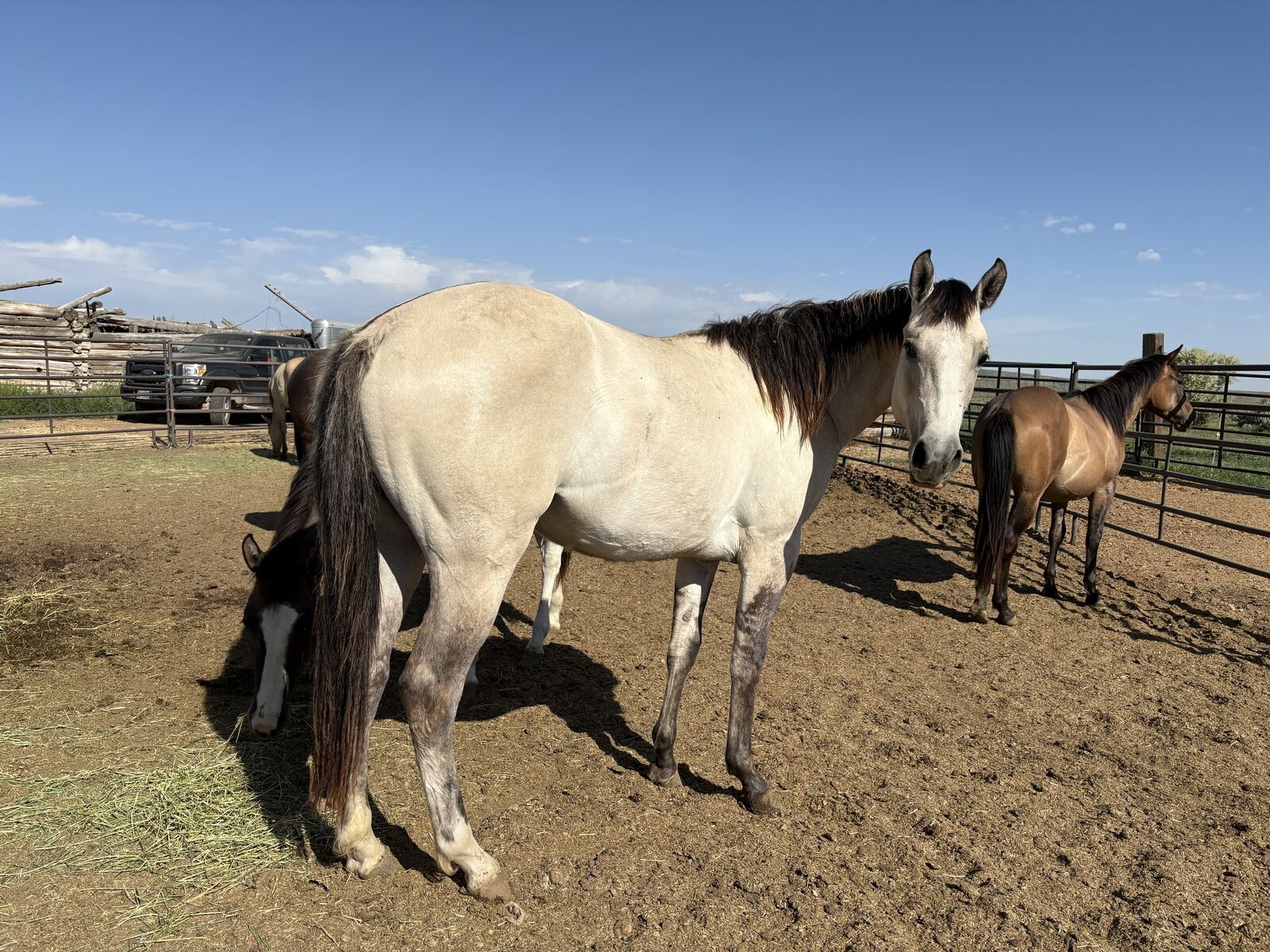 2023 APHA Dunskin filly