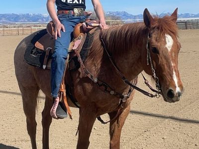 10 Year Old Red Roan Gelding