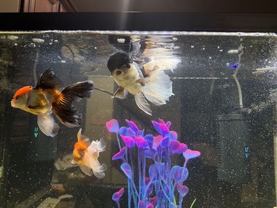 Oranda Fish
